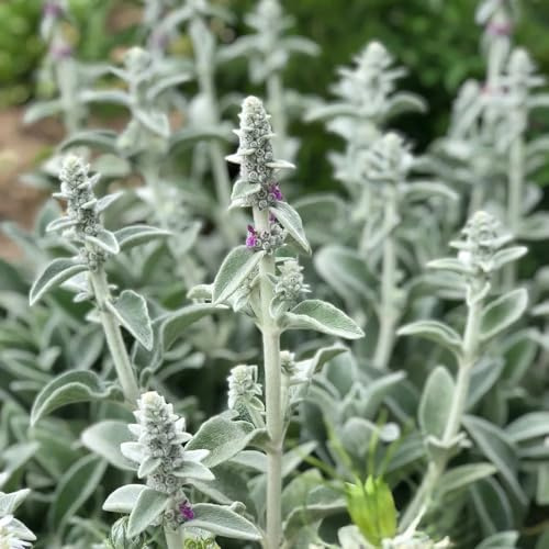 kaufen wollziestsamen küchenkräuter balkonpflanzen wollziest hochbeet für sonnige plätze kräutergarten gartenpflanzenn herbstblumen winterhart, wildkräuter 125pcs