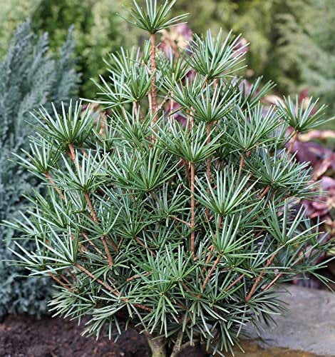 Japanische Schirmtanne Beauty Green 70-80cm - Sciadopitys verticillata