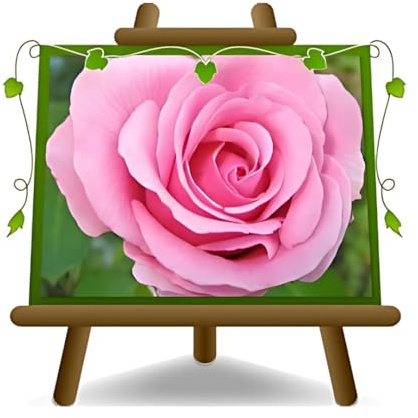 Rosa A Bush Rosa Großartig Blumen Duft Auf Vase Ab 20/18x18 CM