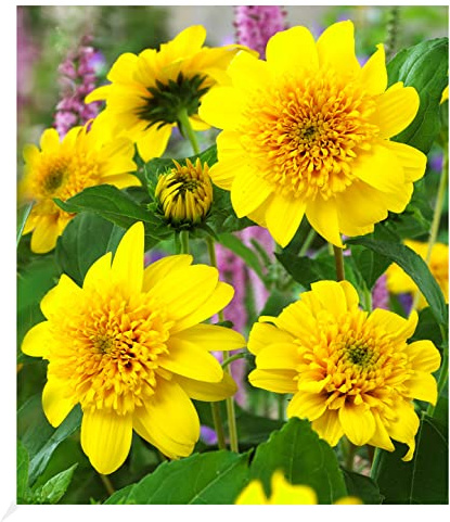 BALDUR Garten 1x Winterharte Sonnenblume Happy Days, Pflanze im 9x9 cm-Topf