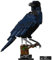 BlueBrixx Pro 107784 – Kolkrabe aus Klemmbausteinen mit 659 Bauelementen