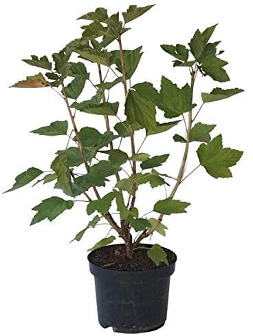Bona schwarze mehltaufeste Johannisbeere sehr große Beeren Busch ca. 40-60 cm groß inkl. 3 Liter Topf