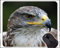 Eagles Tapis de souris de gaming personnalisé Motif aigle