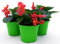 POWERS TO FLOWERS - BEGONIA BIG FOGLIA VERDE A FIORE ROSSO, 3 PIANTE VASO 14 CM, BEGONIA DRAGON, piante vere