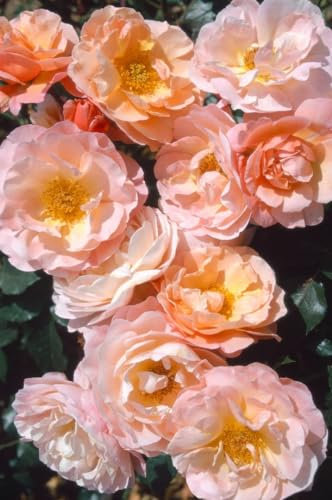 Rosa 'Marie Curie' - Edelrose, apricotfarbene Blüten, Blütezeit Juni-Oktober, ideal für Beete und Kübel, duftend, pflegeleicht und winterhart