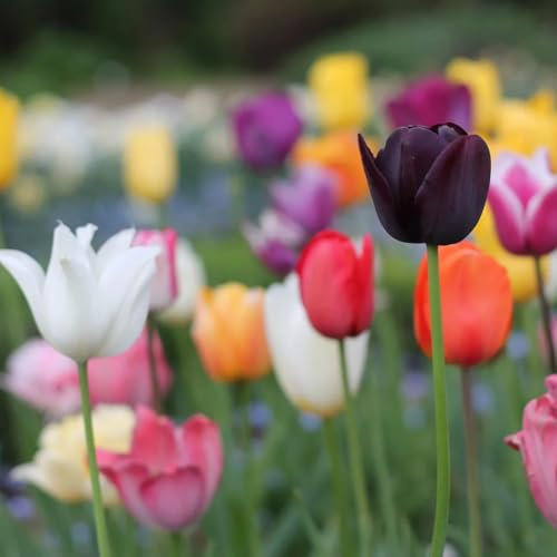 I bulbi di tulipano sono bulbi resistenti al freddo che possono essere piantati sia a nord che a sud, facili da pulire e fioriscono bene. -6 bulbi b