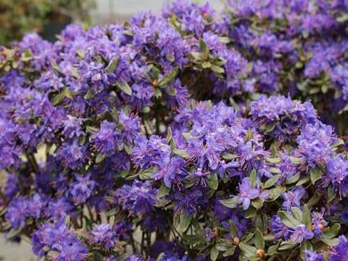 Zwerg-Alpenrose Usambara - Rhododendron russatum Usambara - 30-40cm