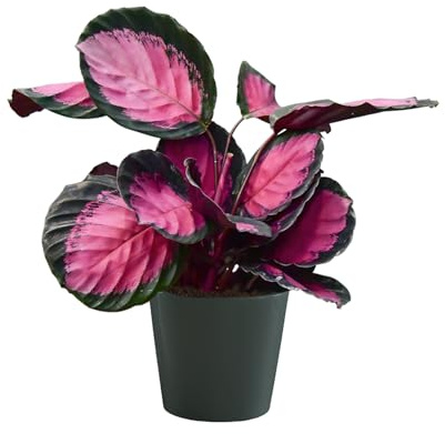Green Me Up Set Calathea Rose Crimson im 13 bis 15 cm Topf, Zimmerpflanze 25 bis 30 cm mit rosa Blattmuster, Keramiktopf Tara 16 cm als Dekoset für Akzente auf Fensterbank oder Regal, Tierfreundlich