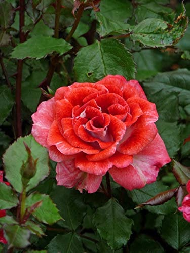 Rose My Mum - Beautiful Scarlet Red Potted Garden Rose for Mother's Day - Unique Plant Gift for Mum, Mother