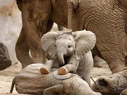 Top Banana Gifts Baby Elephant - Premium Quality Mouse Mat 24 x 19cm