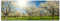 Paul Sinus Art Panoramabild auf Leinwand und Keilrahmen 120x40cm Apfelbäume Blüten Frühling Sonnenlicht