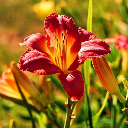 Taglilienzwiebeln-Winterhart MehrjäHrig,Hemerocallis Knollen,Taglilien Pflanzen,Taglilien Zwiebeln Winterhart MehrjäHrig,Winterharte Stauden,Bonsai Pflanze-3zwiebeln-c