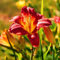 Taglilienzwiebeln-Winterhart MehrjäHrig,Hemerocallis Knollen,Taglilien Pflanzen,Taglilien Zwiebeln Winterhart MehrjäHrig,Winterharte Stauden,Bonsai Pflanze-3zwiebeln-c