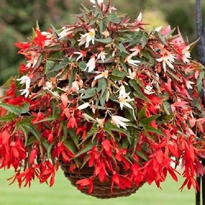 15 Pellectate Begonia Begonia Semi Bossa Nova Mix Trailing Begonia: Only Seeds