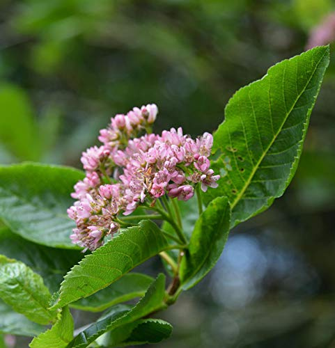 Zwerg Mehlbeere 60-80cm - Sorbus chamaemespilus - lebende Gartenpflanze aus den Baumschulen