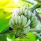 400 pcs bananenbaum pflanze samen bäume dekopflanzen hochbeet für balkon bananensamen bananen samen,Musa sikkimensis, bäume garten winterhart saat bio geschenke zimmerpflanze garden