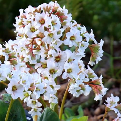 Plant Theory 9cm Pot Bergenia Bressingham White Elephants Ears Perennial