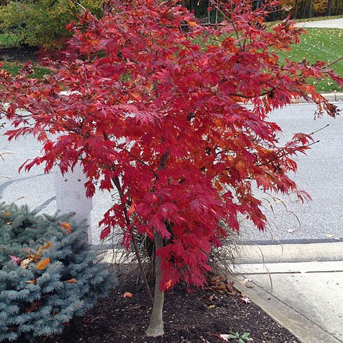 Bonsai Samen Red Japanischer Ahorn Acer palmatum Baum 10 Samen!