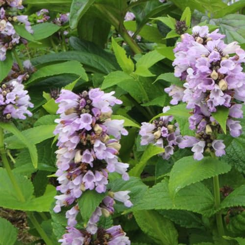 6 x Sitzende Katzenminze - Nepeta Subsessilis Topf 9x9cm: Aufrechte Sorte, blau-violette Blüten, für Rabatten.
