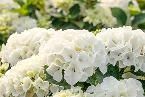 Hydrangea macrophylla 'Bianco' 40-60 cm - Bauernhortensie, weiße Blüten, Blütezeit Juni-September, ideal für Kübel und Beete, pflegeleicht und winterhart
