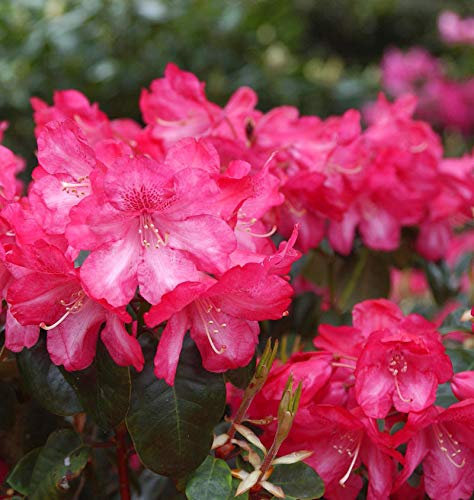 INKARHO - Rhododendron Lissabon 60-70cm - Rhododendron williamsianum - lebende Gartenpflanze aus den Baumschulen