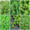 100 pcs tausendblatt aquarium samen aquarium pflanzen, deko pflanzen （Myriophyllum verticillatum） bodendecker winterhart mehrjährig, gartenpflanzen exotische pflanzen winterhart balkon