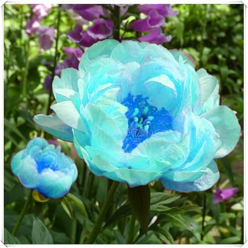 Kältebeständige großblumige Pfingstrosen sind mehrjährige Blumenzwiebeln mit leuchtenden und schönen Farben. Einfach zu züchtende und äußerst dekorative Vasen-Schnittblumen-1 zwiebel-C