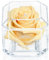 A 100% Real Rose That Lasts Years - Eternal Petals, Handmade in UK – White Gold Solo with A Multicolor Crystal (Champagne)