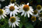 Echinacea weiß 30 Samen, Rote Sonnenhut weiß