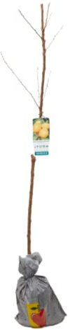 Verdecora Árbol Frutal para plantar | Planta natural de exterior en bolsa (Albaricoquero)