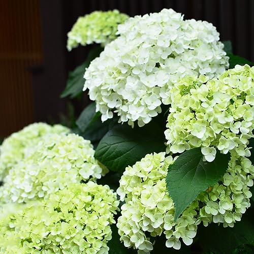 250 pcs hortensien samen winterhart - zimmerpflanzen winterharte stauden mehrjährig Hortensie,Hydrangea macrophylla, balkonblumen hochbeett balkon blumen pflanzenkübel sommerblumen