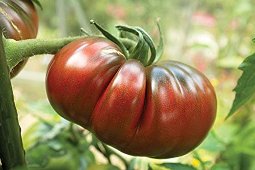 35 schwarze Krim -Tomatensamen (französische Herkunft) - altes Gemüse - reproduzierbare Bauernsamen - Aussaat