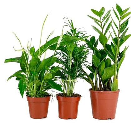DECOALIVE Trio Plantas Resistentes: Lirio de la Paz (Spathiphyllum), Palmera de Salón (Chamaedorea Elegans) y ZZ Plant (Zamioculcas Zamiifolia)