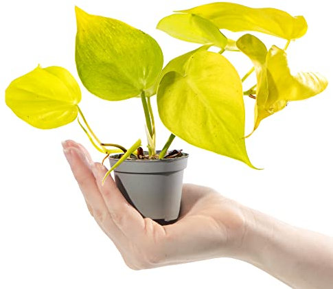 Baby Philodendron Cordatum Neon Plant Small Potted Houseplant Gift for Indoor Home Office Kitchen Living Room