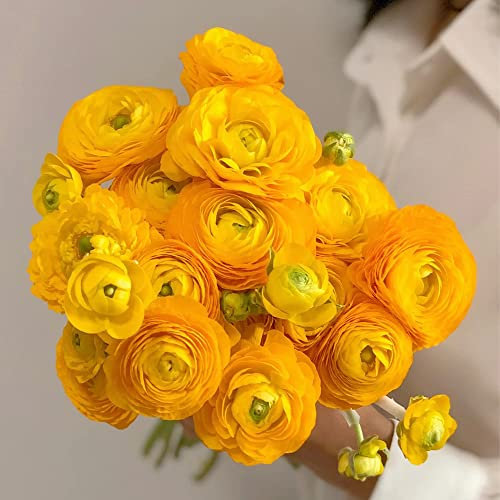 Blumenzwiebeln Serie-6 Orange Ranunkeln Zwiebeln Winterhart Blumenzwiebeln FrüHblüHer Balkonpflanzen BlüTen Ranunkeln Zwiebeln Ostern Geschenke FrüHjahrsblüHer