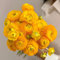 Blumenzwiebeln Serie-6 Orange Ranunkeln Zwiebeln Winterhart Blumenzwiebeln FrüHblüHer Balkonpflanzen BlüTen Ranunkeln Zwiebeln Ostern Geschenke FrüHjahrsblüHer