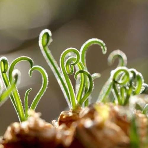 kiskick 500 pezzi semi di erba primaverile a spirale pianta bonsai giardino di casa decorazione dell'ufficio semi per piantare giardino idroponico o all'aperto di erbe Semi di erba sprial