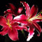Lilium martagon zwiebeln,Winterharte mehrjährig,Dekorative Blumen,lilien Deko,lilie riesen,Lilien im topf,Lilie,duft lilien,lilien knollen,lilien zwiebeln winterhart.-4 zwiebeln-B