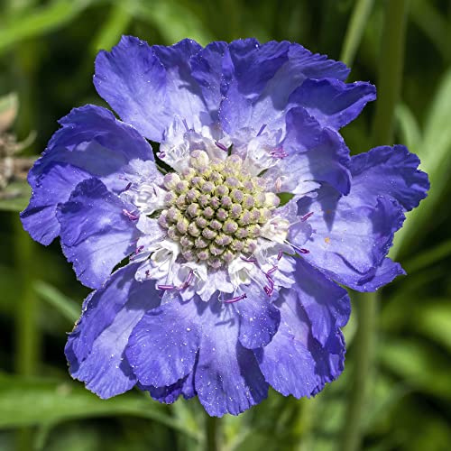 Caucasian Scabious Pincushion Flower Seeds 'House's Novelty Mix' caucasica Blue White Blooms Hardy Perennial Easy to Grow Your Own Outdoor Garden Flowers (Approx. 25 Seeds) by Thompson and Morgan