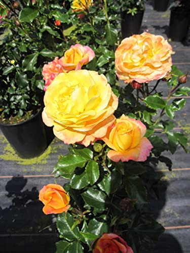 Rosa Rose der Hoffnung ® - Beetrose Rose der Hoffnung ® - Fantasia-Rose - Kordes Rose