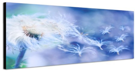 Paul Sinus Art Panoramabild auf Leinwand und Keilrahmen 120x40cm Pusteblume Löwenzahn Windstoß Blaufilter