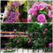 100 Stück Kletterrosen Samen Schnell Wachsende Duftende Rosenpflanzen | Winterharte Blumensamen für Garten, Balkon & Zaun | Rosen Samen Set mit Leichter Anzucht (Lila)