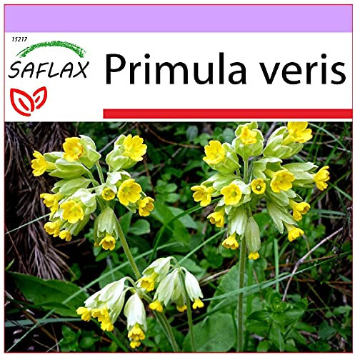 SAFLAX - Heilpflanzen - Schlüsselblume - 100 Samen - Primula veris