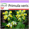 SAFLAX - Heilpflanzen - Schlüsselblume - 100 Samen - Primula veris