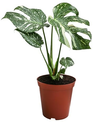 Dehner Fensterblatt, Monstera deliciosa Thai Constellation, Rarität, mit panaschierten Blättern, 40 cm inkl. Pflanztopf, Ø Topf 15 cm, Zimmerpflanze