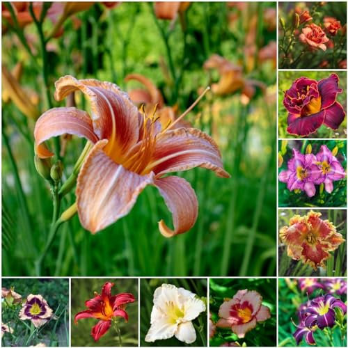 200 pcs taglilien pflanzen samen - balkonblumen hochbeett,Hemerocallis fulva, sommerblumen samen bienenweide saatgut gastgeschenk blumensamen deko büro seeds balkon beet bienenfreundliche