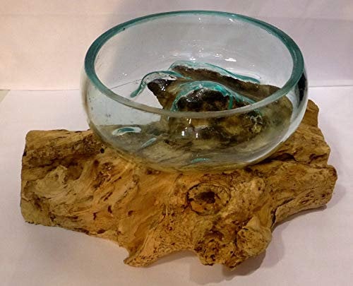 Vase évasé ou Aquarium en Verre soufllé sur Racine de Bois, modèle Unique (diamètre 12/13cm). Choix sur Photos ENVOYEES Suite A Votre Commande avec Les Dimensions. Vendeur Francais.