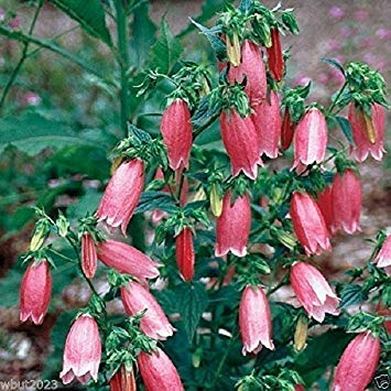 Spotted Bellflower Seeds,Bells Bellflower (CAMPANULA punctata f. rubriflora) (300 Seeds)