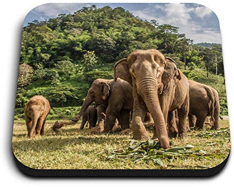 1 x Square MDF Fridge Magnet - Elephants Thailand Wild 2766