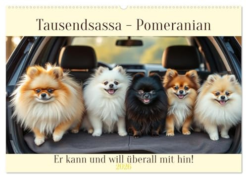 Tausendsassa - Pomeranian (Wandkalender 2026 DIN A2 quer), CALVENDO Monatskalender: Er kann und will überall mit hin! (CALVENDO Tiere)